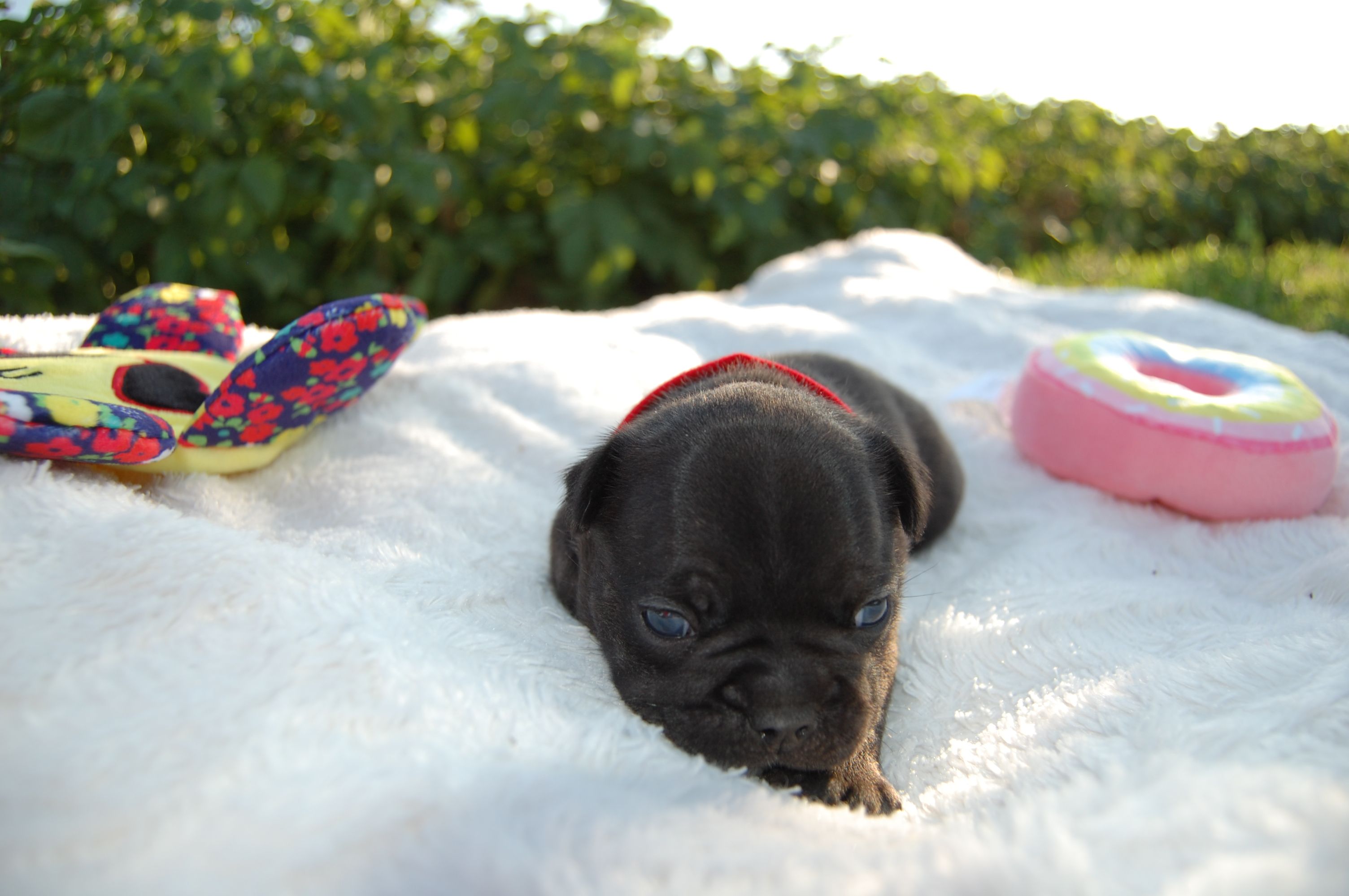 <svg class='red'></svg> <b>Mini Minnie</b> <svg class='red'></svg>